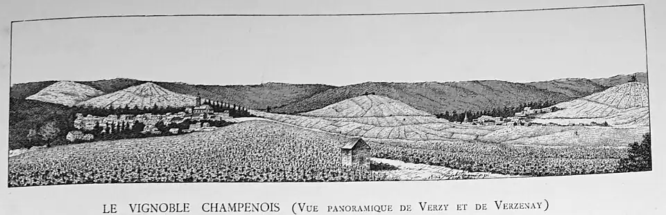 Le vignoble champenois (vue panoramique de Verzy et de Verzelay)