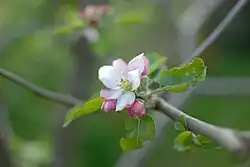 Photo de fleur de reine des reinettes
