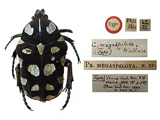 Description de cette image, également commentée ci-après