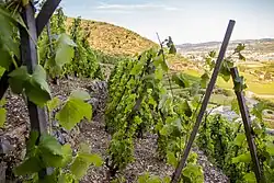 Vigne relevée sur échalas.