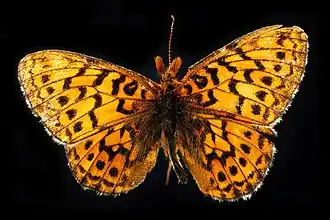 Description de l'image Relict fritillary (top) - Boloria kriemhild (48759967867).jpg.