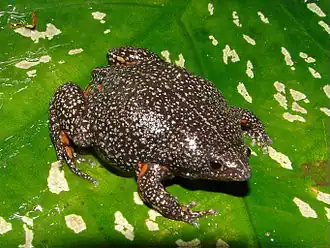 Description de l'image Relictivomer pearsei01.jpg.