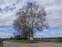 Platanes remplaçants du chêne de Visker