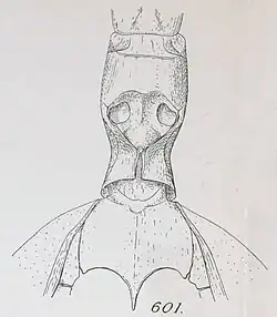 Dessin de la face sternale du thorax d'un spécimen mâle.