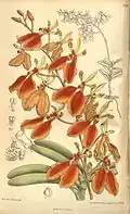 Planche :  Renanthera imschootiana.