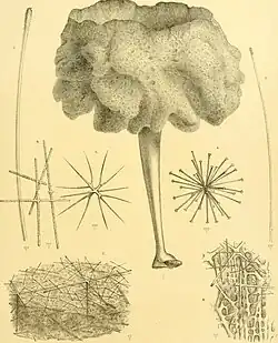 Crateromorpha tumida