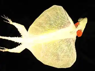 Description de l'image Reptile Draco norvilli.jpg.