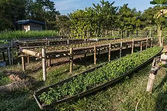 Jardinage surélevé et sur pirogue (Laos).