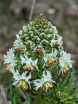Inflorescence en début de floraison.