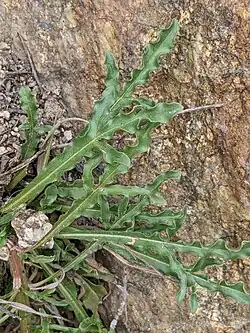 Feuilles basales et moyennes.