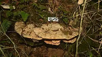 Champignon Brésilien