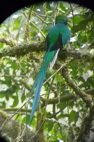 Quetzal resplendissant, au Guatemala.