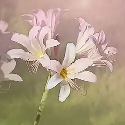 Fleurs de Lycoris squamigera, plus irrégulières que A. belladonna.
