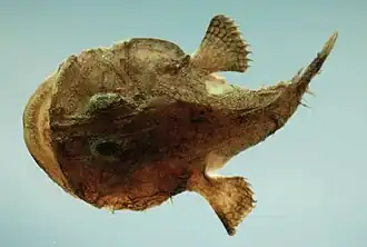 Lophiodes reticulatus