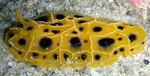 Reticulidia suzanneae.