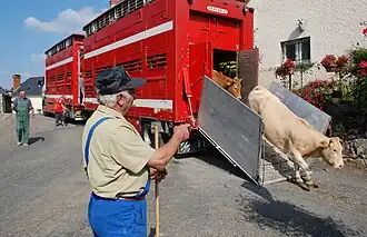 Retour d'estive à Bourréac, à la fin septembre