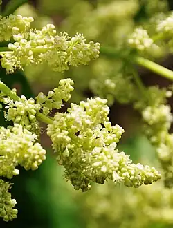Détail des inflorescences.