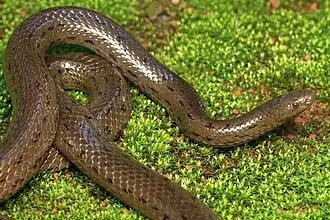 Description de l'image Rhabdops olivaceus(Olive forest Snake).jpg.