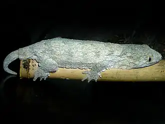 Rhacodactylus leachianus, un des plus grands geckos au monde, endémique à la Nouvelle-Calédonie