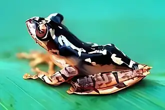 Description de l'image Rhacophorus bifasciatus 2.jpg.