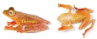 Description de l'image Rhacophorus pardalis (10.3897-evolsyst.2.27020) Figure 5 (cropped).jpg.