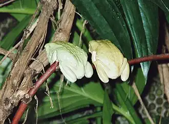 Description de l'image Rhacophorus reinwardtii.jpg.