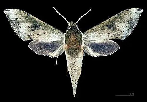 Rhagastis albomarginatus everetti Face dorsale MHNT