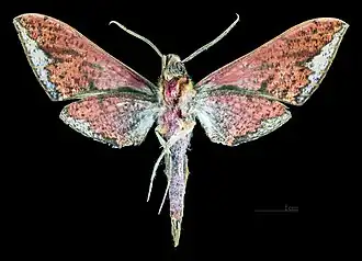 Description de cette image, également commentée ci-après