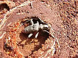 Rhagium inquisitor mâle et chambre pupale.