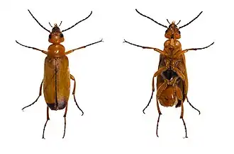 Nemognathinae (Zonitis flava)