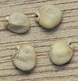 Graines, taille 5-6mm.