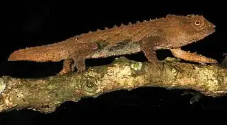 Description de l'image Rhampholeon tilburyi (10.3897-zse.92.9948) Figure 4 (cropped).jpg.