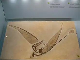 Moulage de Rhamphorhynchus muensteri.