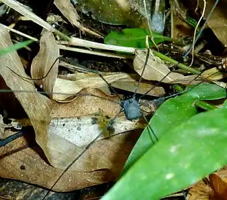 Description de cette image, également commentée ci-après