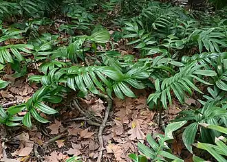 Description de l'image Rhaphidophora decursiva kz01.jpg.