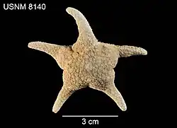 Poraniomorpha abyssicola.