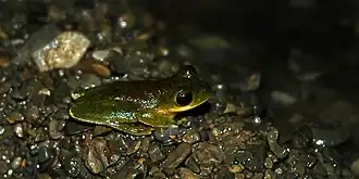 Description de l'image Rheohyla miotympanum, WLF 2706 (A) 16 Sept 2009.jpg.