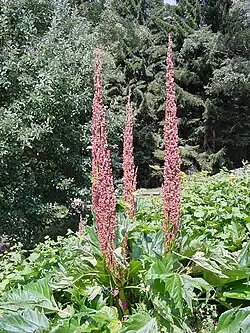 Rheum palmatum L.