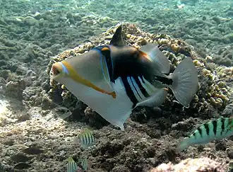 Un baliste Picasso (Rhinecanthus aculeatus).