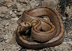 La couleuvre à échelons