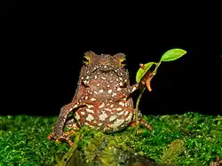 Rhinella hoogmoedi, dans la Reserva Particular do Patrimônio Natural Salto Morato&nbsp;(pt), au Brésil. Mars 2022.