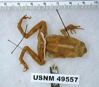 Description de l'image Rhinella inca.jpg.