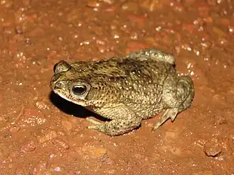 Description de l'image Rhinella major.jpg.