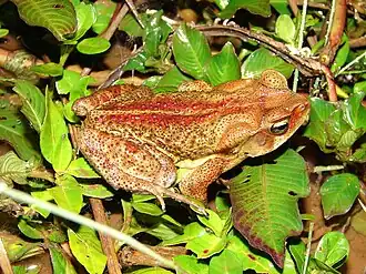 Description de l'image Rhinella ornata 02b.jpg.