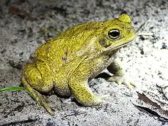 Description de l'image Rhinella veredas 455502915.jpg.