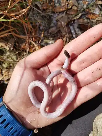 Description de l'image Rhineura floridana 109318887.jpg.