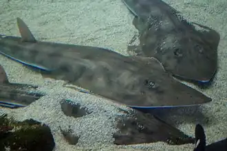 Rhinobatos productus