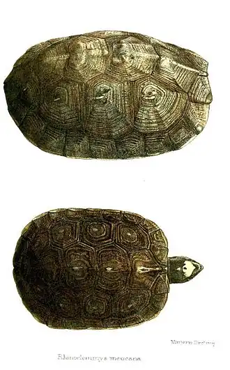 Description de l'image RhinoclemmysMexicanaFord.jpg.