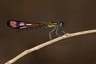 Heliocypha bisignata ♂