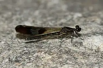 Paracypha unimaculata